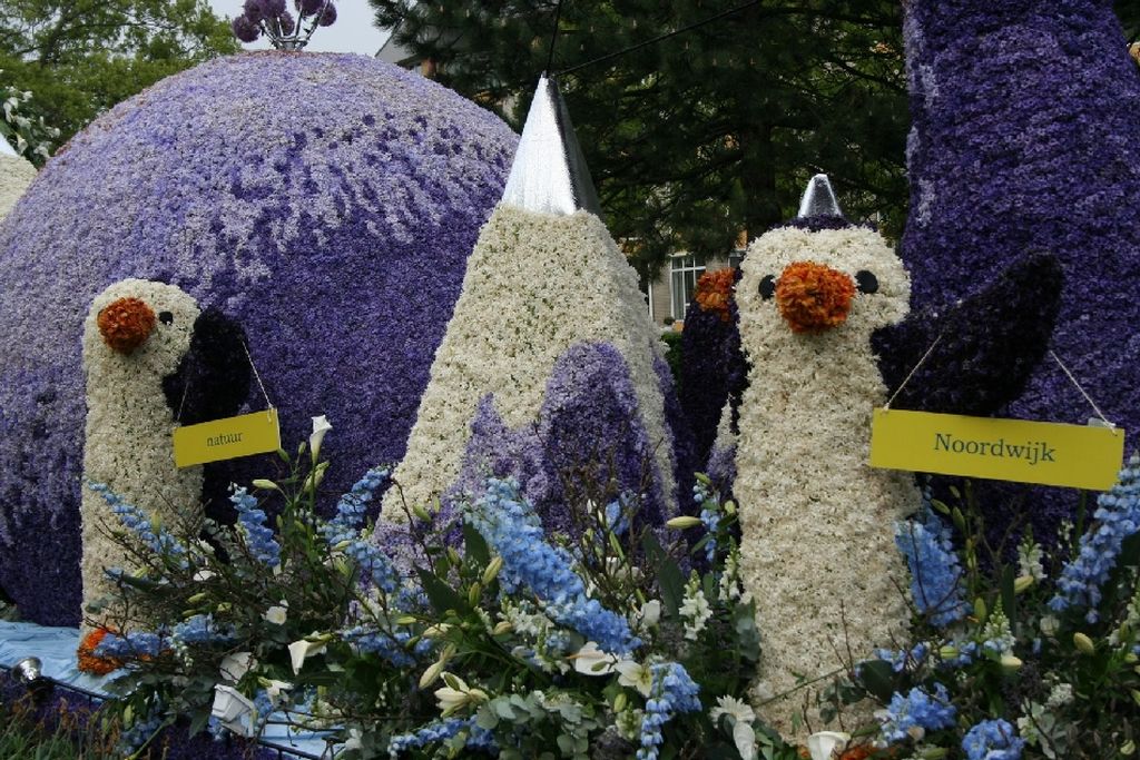 NewPix. ru -    Bloemencorso