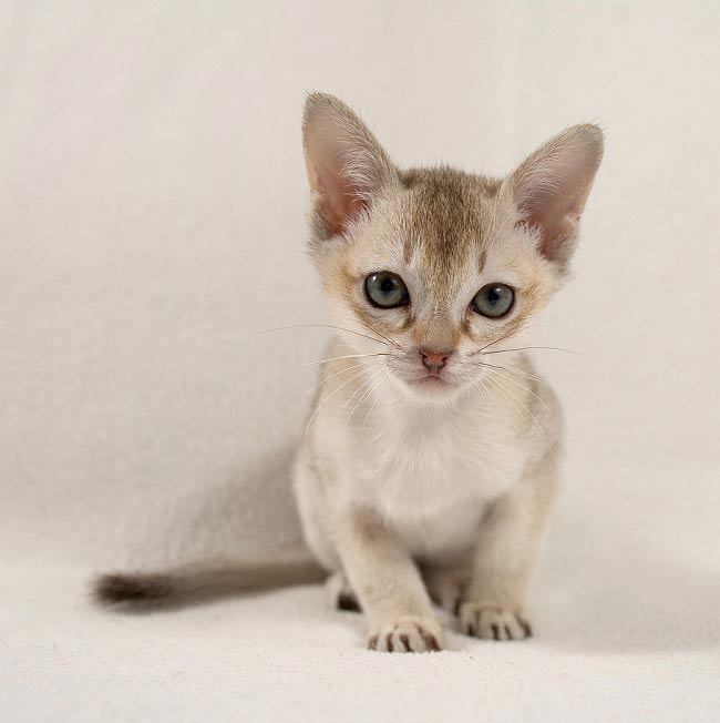 http://murkote.com/wp-content/uploads/2015/07/singapura-cat-10.jpg.pagespeed.ce.MCPTlAH4sm.jpg