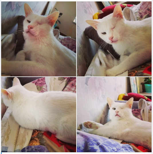 ������� ������ - �������� � ��������������