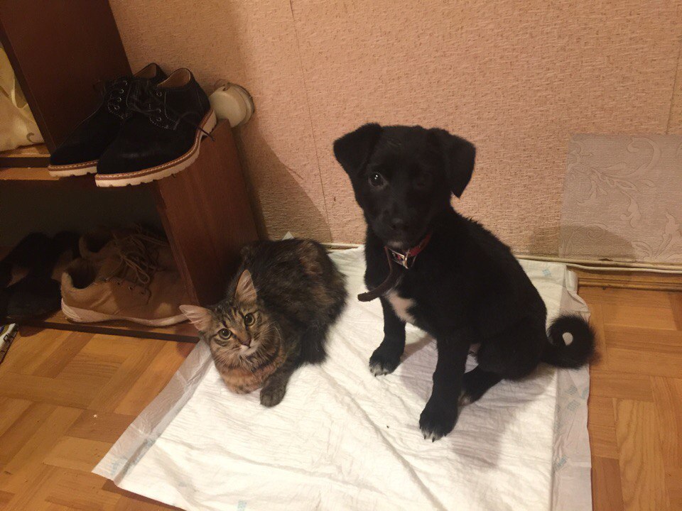 Он принес домой маленькое, мокрое, грязное чудо, которое дрожало от холода Он принес домой маленькое, мокрое, грязное чудо, которое дрожало от холода