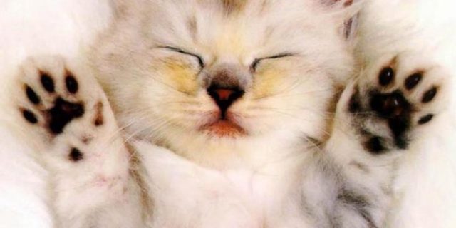 Позитивные и милые котики Позитивные и милые котики