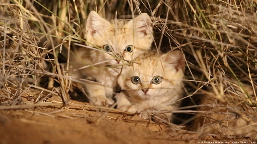 Котята дикой барханной кошки впервые были снять на видео и они слишком восхитительны! Котята дикой барханной кошки впервые были снять на видео и они слишком восхитительны!