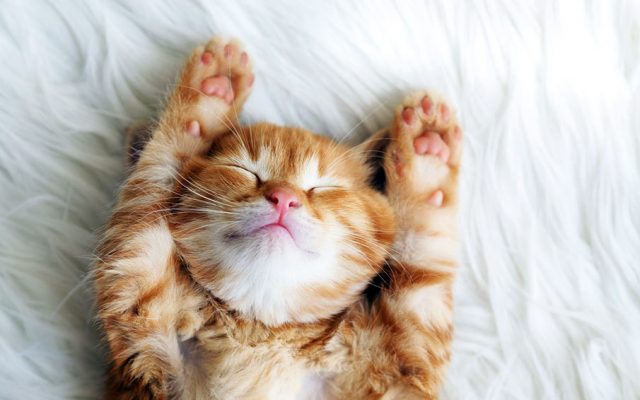 Позитивные и милые котики Позитивные и милые котики