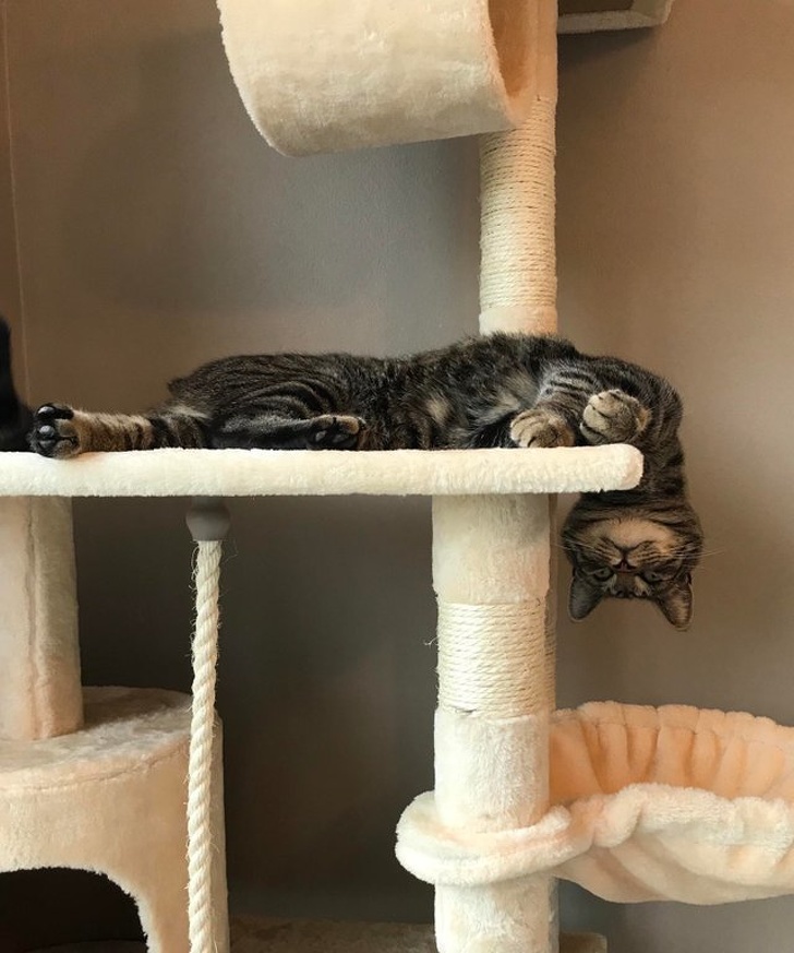 20+ котеек, которые пренебрегают всеми известными законами физики 20+ котеек, которые пренебрегают всеми известными законами физики