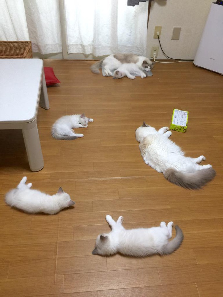 20+ котеек, которые пренебрегают всеми известными законами физики 20+ котеек, которые пренебрегают всеми известными законами физики
