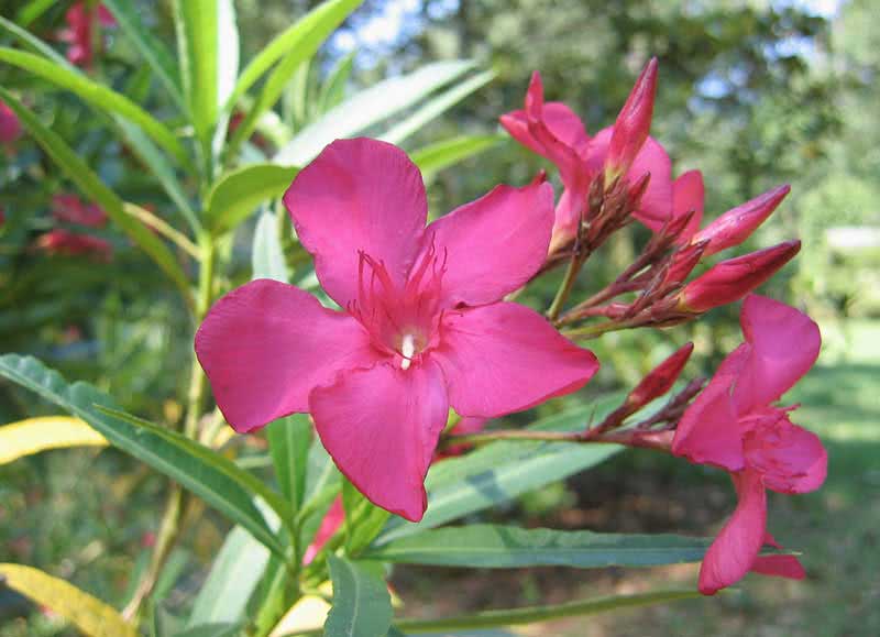Nerium oleander (odorum or indicum) / олеандра обыкновенного (душистого или индийского) Nerium oleander (odorum or indicum) / олеандр обыкновенный (душистый или индийский)