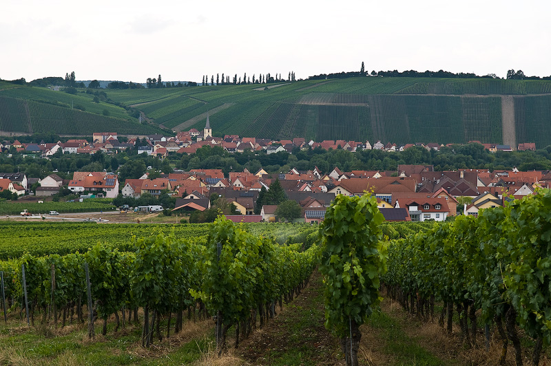 1433 Вино и виноделие в Германии