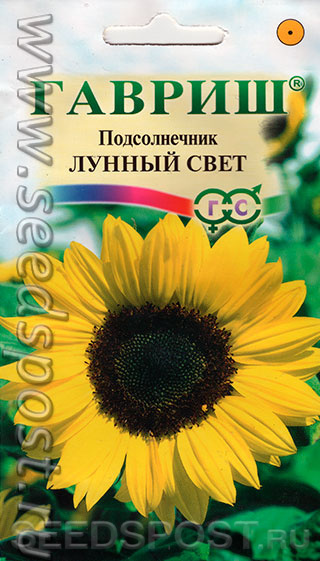 Солнышко на даче, или Небольшая ода подсолнечникам