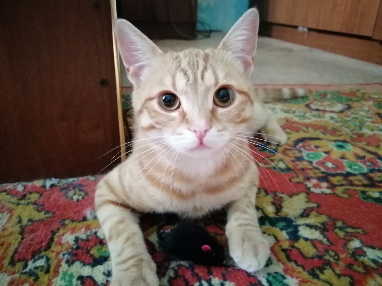 помощь животным рыжий котенок