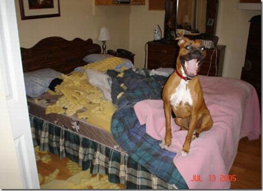 funny-cats-dogs-destroy-house-021