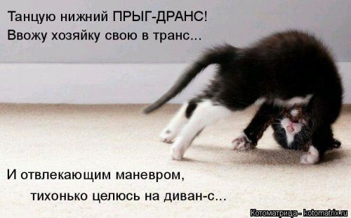 Уморительные котоматрицы для отличного настроения Уморительные котоматрицы для отличного настроения