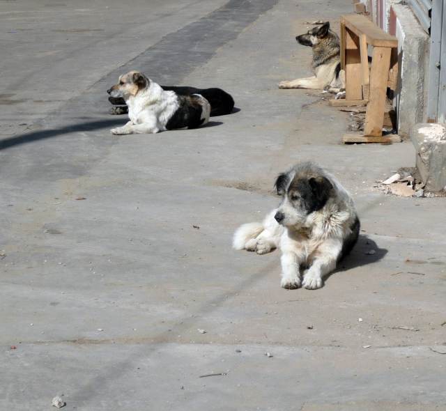 СК ищет причины появления стай бродячих собак в Подмосковье