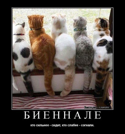 Уморительные котоматрицы для отличного настроения Уморительные котоматрицы для отличного настроения