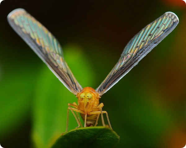  (. Dictyopharidae)