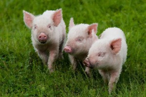 Свинья в огороде