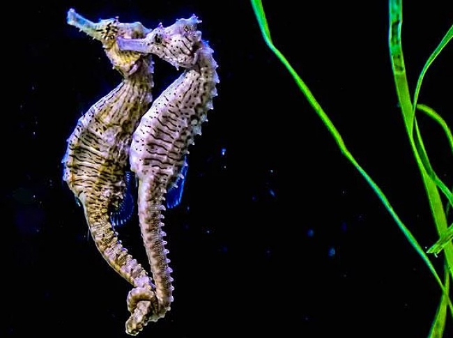 30 фактов о животных, которые поднимут вам настроение животные, факты