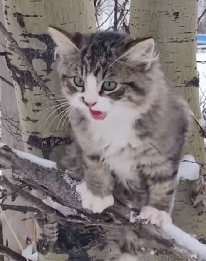 Котенок на ветке Котенок мяукает