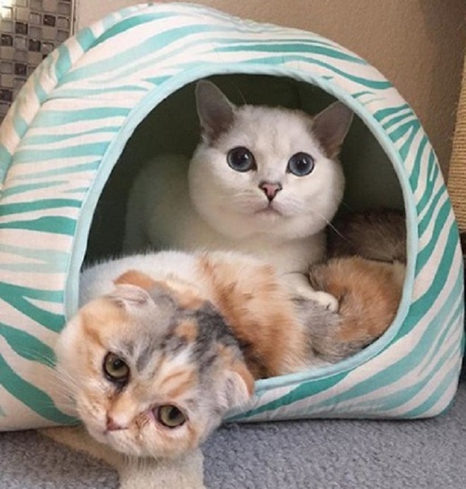 Кот и кошка Коты в домике