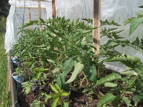 Грядки-короба на моём огороде Грядки-короба на моём огороде