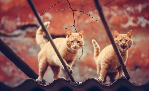 Фото Яндекс