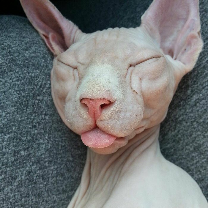 Милота! Милота! забавно, коты, кошки, милые животные, подборка, сфинкс, сфинксы, фото