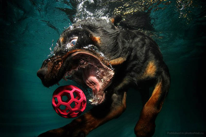 Сез Кастил, Seth Casteel, фотографии собак под водой