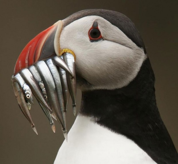  (. Fratercula arctica) (. Puffin)