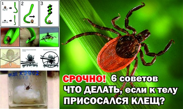 Чем присасывается клещ к телу 6 советов ЧТО ДЕЛАТЬ, если к телу ПРИСОСАЛСЯ КЛЕЩ?