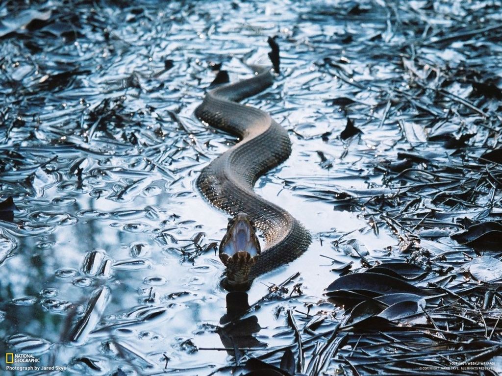    National Geographic