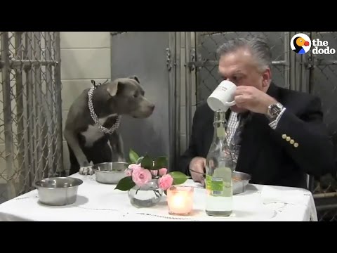 Как ветеринар ужинает со своей любимой собакой. Это что-то с чем-то! Как ветеринар ужинает со своей любимой собакой. Это что-то с чем-то!