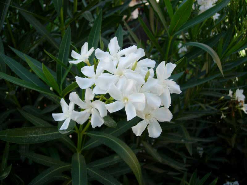 Nerium oleander (odorum or indicum) / олеандра обыкновенного (душистого или индийского) Nerium oleander (odorum or indicum) / олеандр обыкновенный (душистый или индийский)