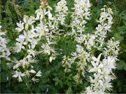 Белый сад: подбираем растения для белого сада - журнал "Ланд…