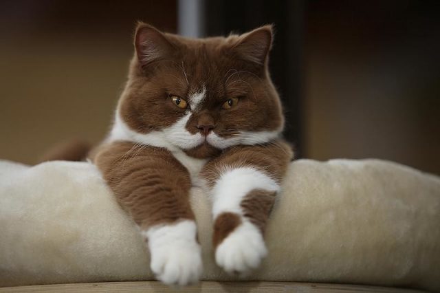 Позитивные и милые котики Позитивные и милые котики