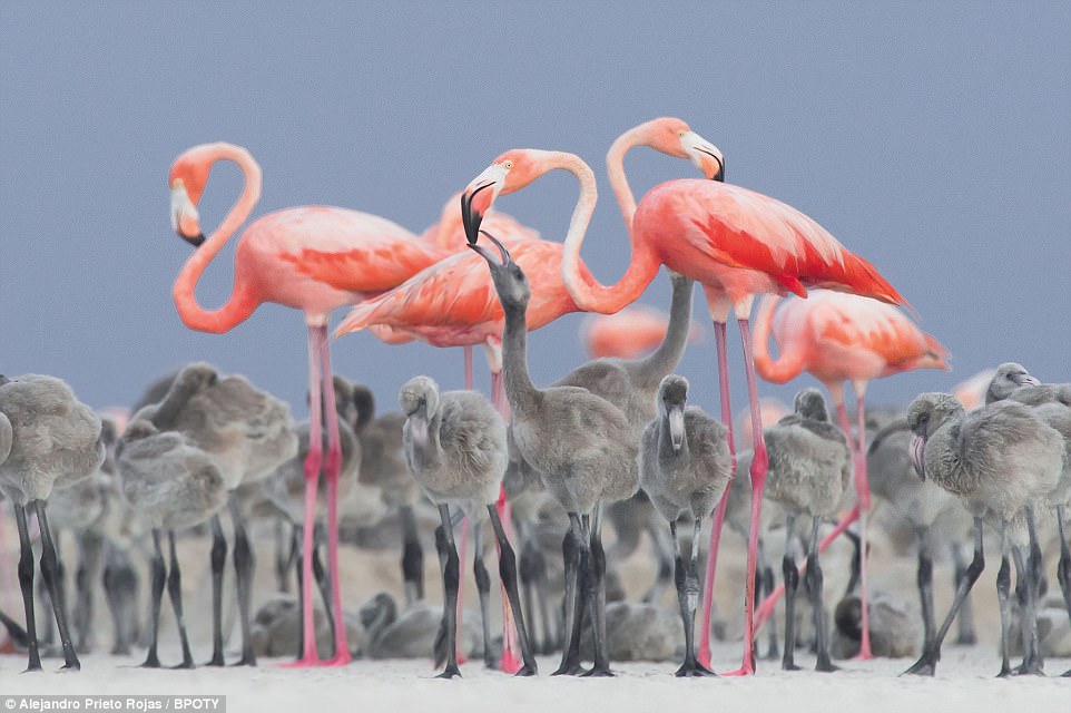 The winning submission: Photographer Alejandro Prieto Rojas won the top spot with this image of a famingo feeding its chick. It was taken at Rio Lagartos, Mexico. He will receive a £5,000 cash prize at an award ceremony. Mr Rojas took the photo during the annual feeding of the chicks. They are born with grey and white feathers and do not turn pink for a year or two
