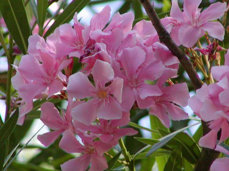 Nerium oleander (odorum or indicum) / олеандра обыкновенного (душистого или индийского) Nerium oleander (odorum or indicum) / олеандр обыкновенный (душистый или индийский)