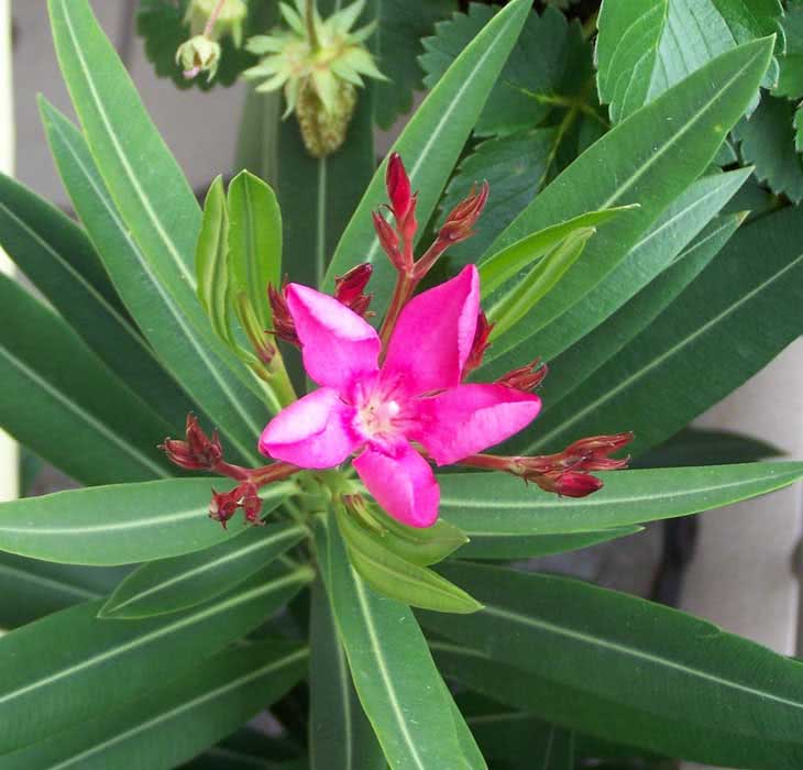 Nerium oleander (odorum or indicum) / олеандра обыкновенного (душистого или индийского) Nerium oleander (odorum or indicum) / олеандр обыкновенный (душистый или индийский)