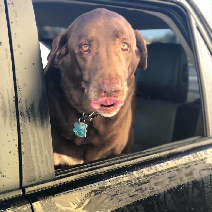 Einstein-Bros-Bagels-Drive-Thru-Dogs