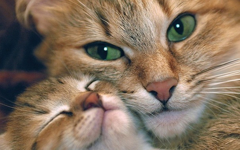 Котята милахи на все 100%, но взрослые кошки ничуть не хуже. животные, котэ, котята, кошки, милота