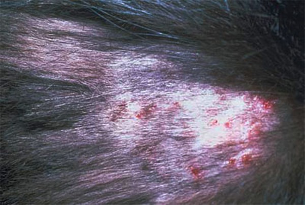 http://allergolife.ru/wp-content/uploads/miliarnyj-dermatit-u-koshek-2.jpg