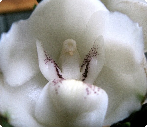    (. Peristeria elata) 