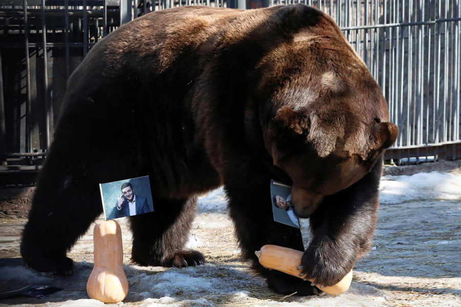 Bear-Choice Bear-Choice