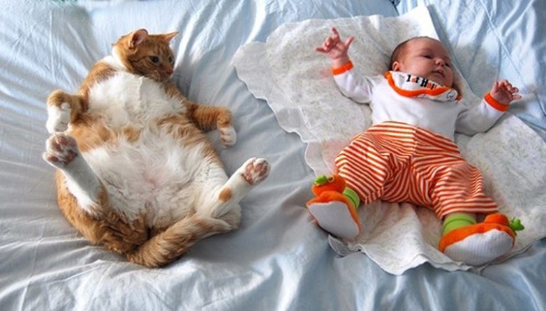 Доказательства того, что коты могут спать где угодно и как угодно. Внимание! Не стоит повторять, если, конечно, вы не кот.))) Доказательства того, что коты могут спать где угодно и как угодно. Внимание! Не стоит повторять, если, конечно, вы не кот.)))