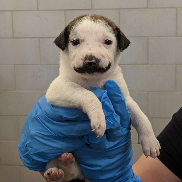необычный окрас щенка щенок с усами