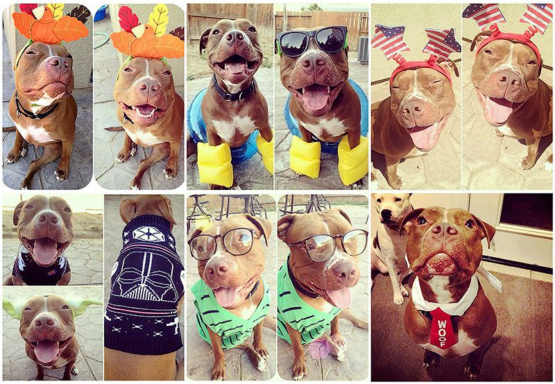 питбули, собаки, стиль