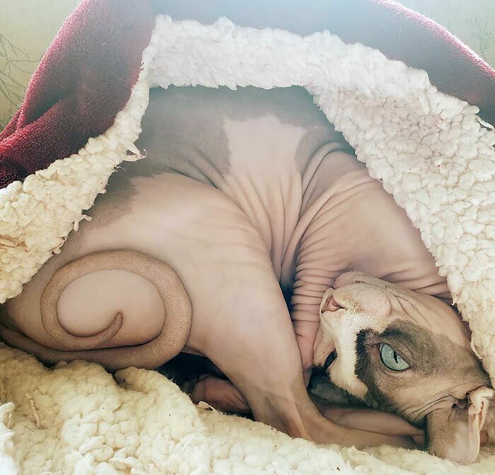 Лысый калачик Лысый калачик забавно, коты, кошки, милые животные, подборка, сфинкс, сфинксы, фото