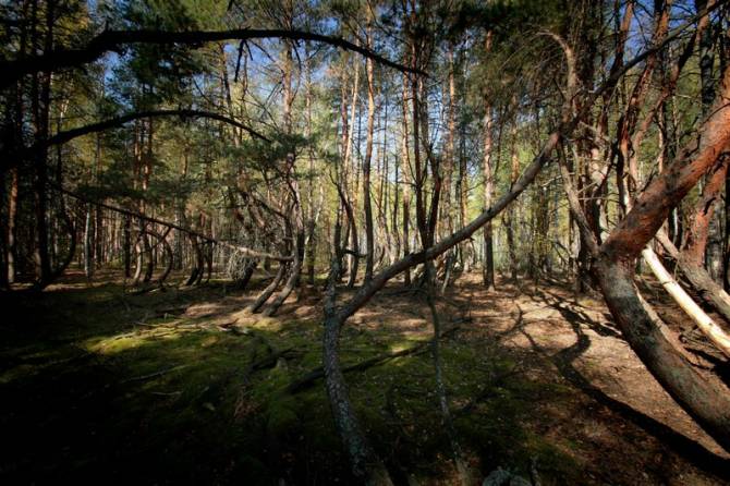 Рязанский пьяный лес 