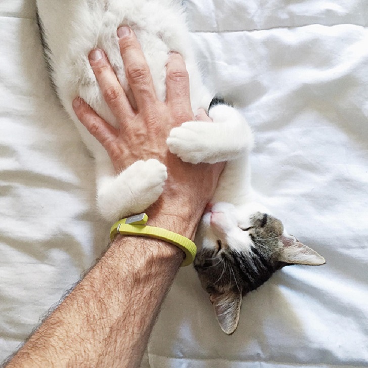 12 животных, которые любят, когда им чешут пузико