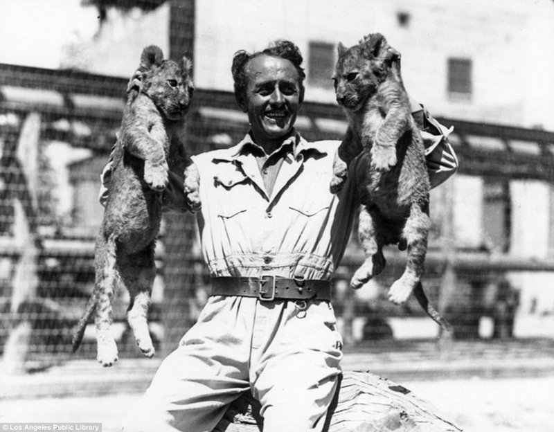 Знаменитая "голливудская львиная ферма": архивные фотографии 1925 - 1942 гг Знаменитая "голливудская львиная ферма": архивные фотографии 1925 - 1942 гг архивные снимки, архивные фото, дрессированные, дрессировщик, лев, львы, сша