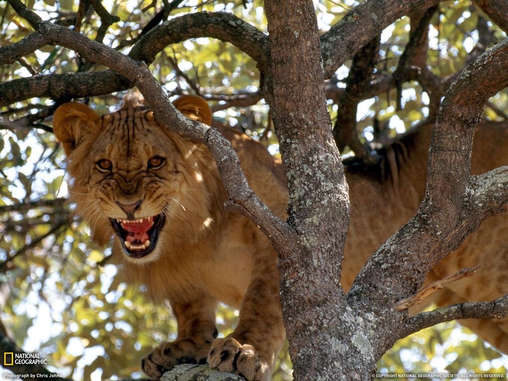    National Geographic