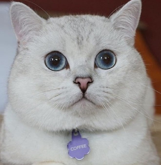 Кот грустит Кот с ошейником